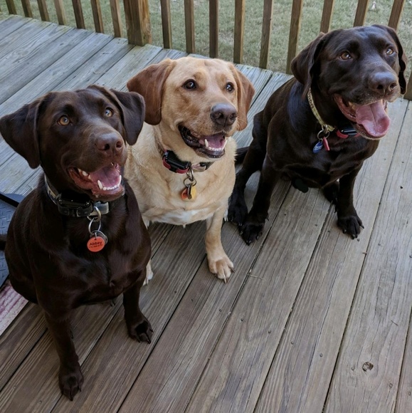 Meet your Posher, Isabella - Picture 4 of 8